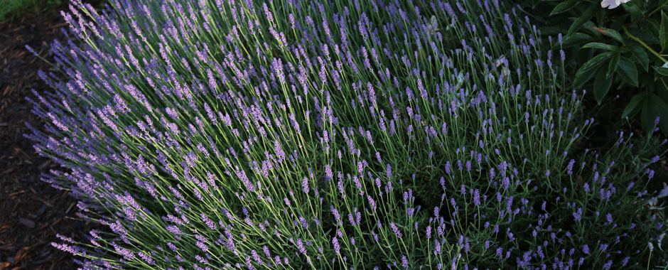 Lavandula Hidcote