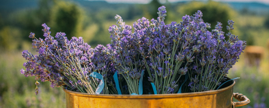 Lavandula Provence