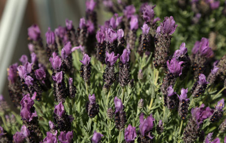 Lavandula 'Bandera Purple'