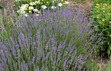 Lavandula 'Grosso'