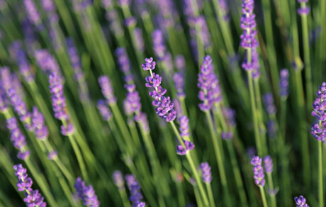 Lavandula 'Hidcote'