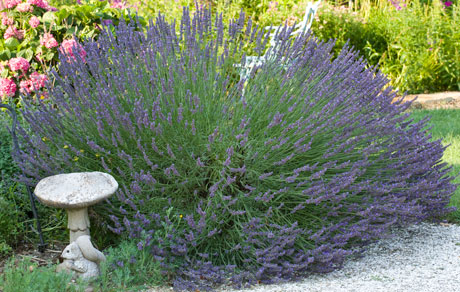 Lavandula 'Munstead'