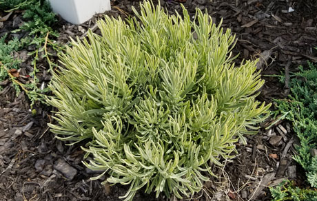 Lavandula 'Platinum Blonde'