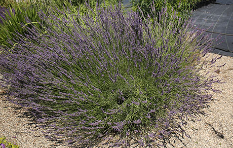 Lavandula 'Provence'