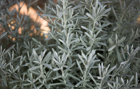 Lavandula 'Silver Anouk'