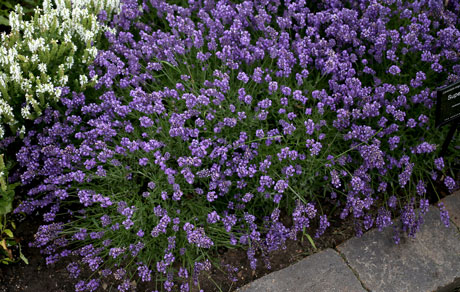 Lavandula 'SuperBlue'