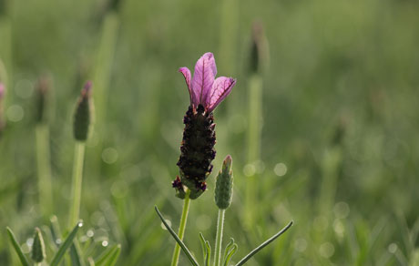 Lavandula Spanish Dancer™