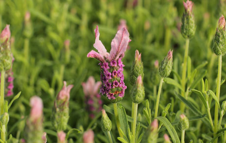 Lavandula 'With Love'