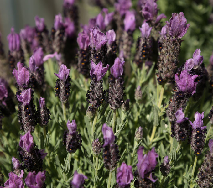 Lavandula 'Bandera Purple'