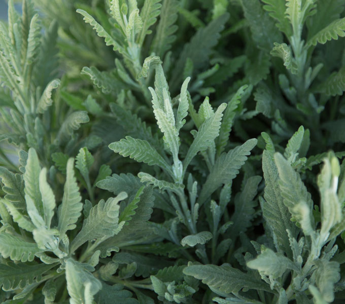 Lavandula 'Goodwin Creek'
