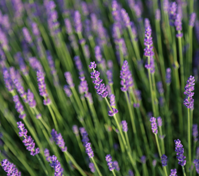Lavandula 'Hidcote'