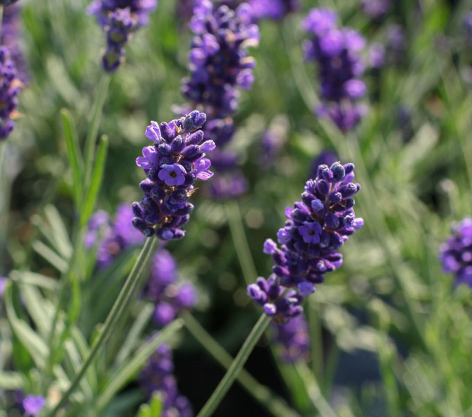 Lavandula 'Hidcote'