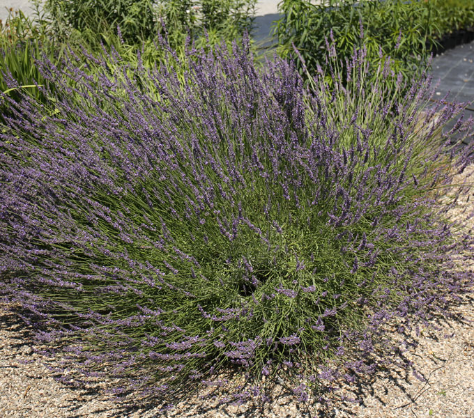 Lavandula 'Provence'