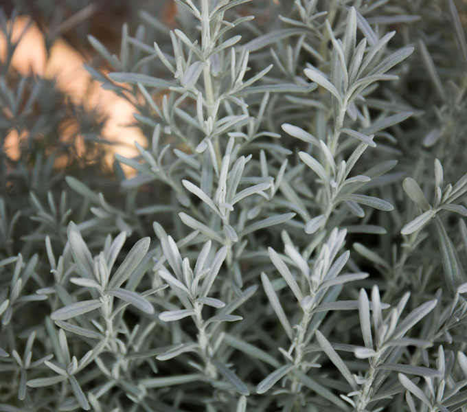Lavandula 'Silver Anouk'