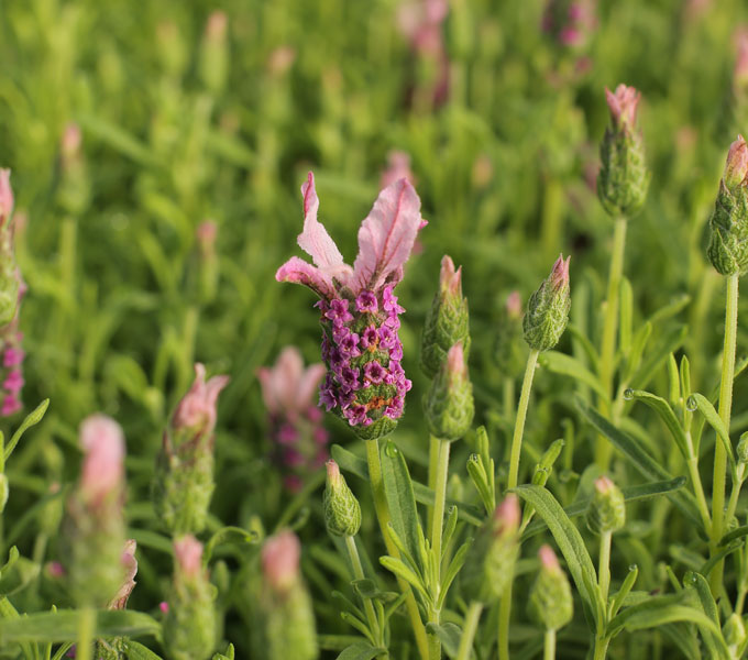 Lavandula 'With Love'