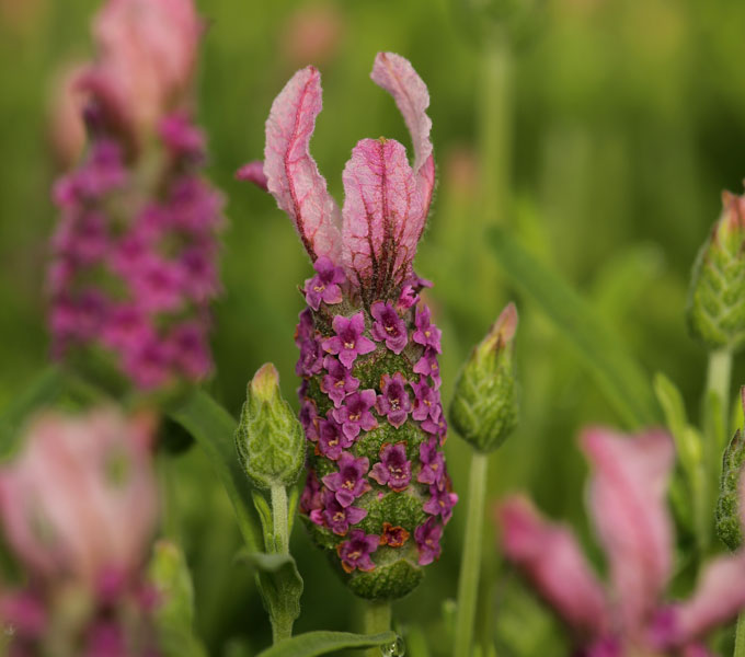 Lavandula 'With Love'